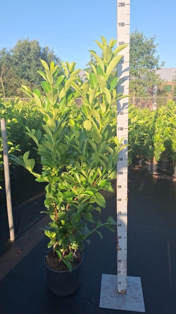 Laurier / Prunus - Novita - Rotundifolia 100-200, Tuin en Terras, Planten | Struiken en Hagen, Haag, Laurier, 100 tot 250 cm, Ophalen of Verzenden