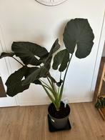 Alocasia Regal Shields - 160cm, Huis en Inrichting, Kamerplanten, Ophalen, Overige soorten, Halfschaduw, 150 tot 200 cm