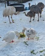Te koop mooi koppel ganzen, Meerdere dieren, Gans of Zwaan