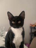 Twee kittens te koop moeten zo snel mogelijk weg, Dieren en Toebehoren, Katten en Kittens | Overige Katten, Meerdere dieren, Kortharig