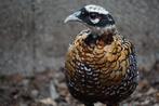 Koningsfazanten | Sierlijke fazant met lange staart!, Dieren en Toebehoren, Meerdere dieren, Overige soorten