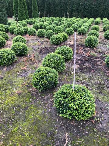 Ilex crenata bollen 50cm buxusvervanger beschikbaar voor biedingen