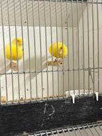 Twee koppels five fancy, Dieren en Toebehoren, Meerdere dieren, Postuurkanarie
