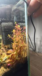Rotala aquariumplanten, Ophalen, Plant(en), Steen of Hout
