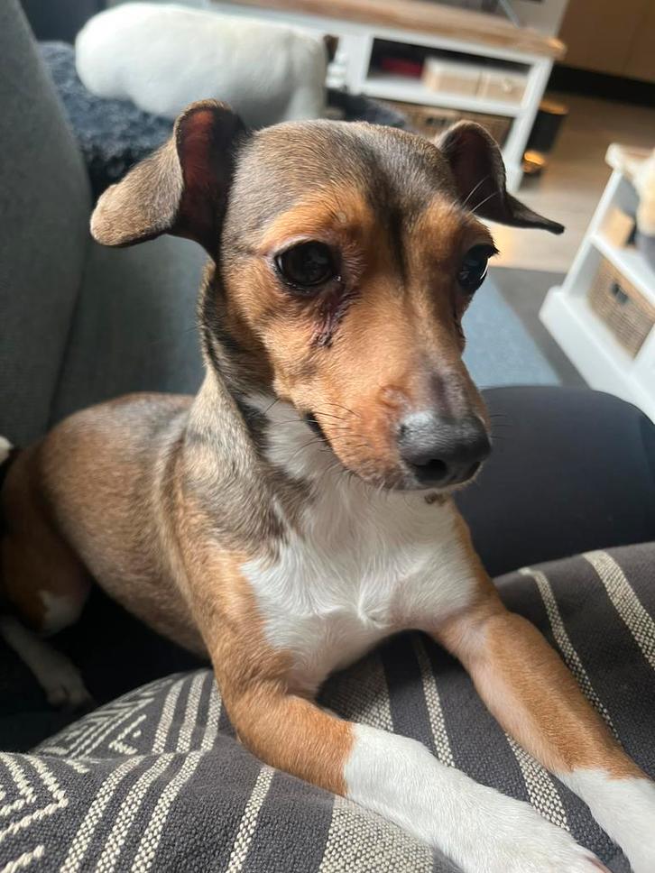 Lief Teefje, Dieren en Toebehoren, Honden | Jack Russells en Terriërs, Teef, Jack Russell Terriër, Particulier, Eén hond, Nederland