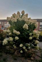 prachtige volwassen Hortensia wit/roze ruim 2.3 meter hoog!, Vaste plant, Halfschaduw, Zomer, Ophalen