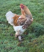 Brahma haan goud wit gezoomd, Dieren en Toebehoren, Pluimvee, Mannelijk, Kip