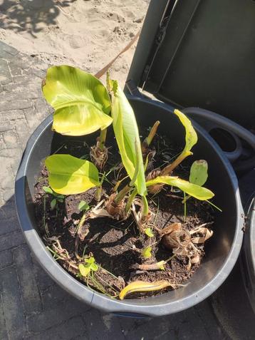 musa basjoo winterharde bananenplant beschikbaar voor biedingen