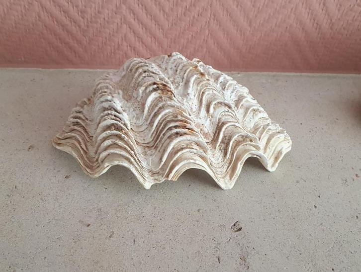 Leuk model doopvondschelp, Antiek en Kunst, Curiosa en Brocante, Ophalen of Verzenden