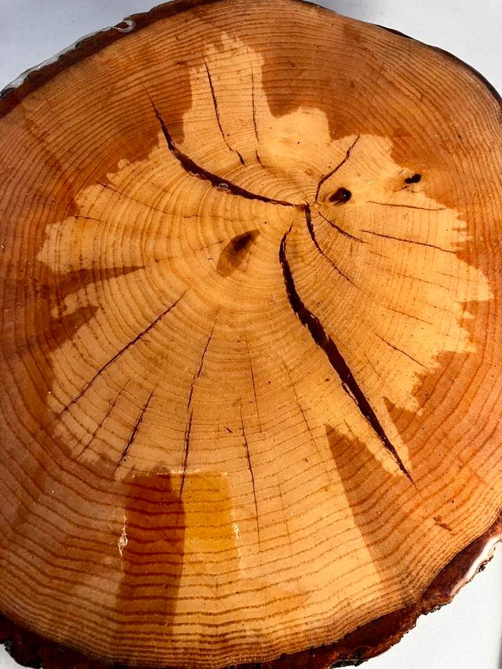 Dikke boomstamschijf met boom als tekening erop!, Huis en Inrichting, Woonaccessoires | Overige, Nieuw, Ophalen of Verzenden