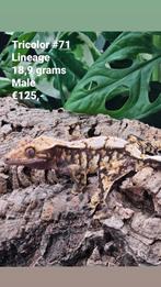 12 Wimpergekko mannen/C. Ciliatus Males, Dieren en Toebehoren, Reptielen en Amfibieën, 0 tot 2 jaar, Tam, Hagedis
