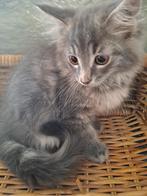 Maine Coon kittens, Dieren en Toebehoren, Katten en Kittens | Raskatten | Langhaar, Meerdere dieren, Gechipt, 0 tot 2 jaar