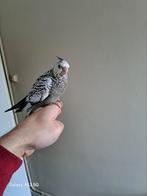 Valkparkiet wit met zwart, Dieren en Toebehoren, Vogels | Parkieten en Papegaaien, Geslacht onbekend, Parkiet, Tam