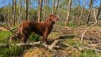 Pups kruising Toller / Bordercollie, Dieren en Toebehoren, CDV (hondenziekte), 8 tot 15 weken, Meerdere, Meerdere dieren