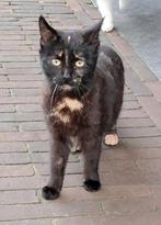 Lief eigenwijs boerderij katje, Poes