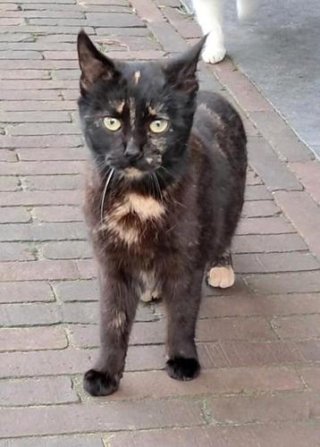 Lief eigenwijs boerderij katje beschikbaar voor biedingen