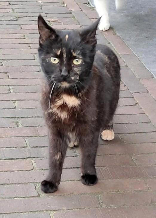 Lief eigenwijs boerderij katje, Dieren en Toebehoren, Katten en Kittens | Overige Katten, Poes