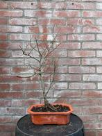 Bonsai Iep, Tuin en Terras, Bloeit niet, Halfschaduw, Minder dan 100 cm, Overige soorten