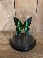 Stolp met Blumei vlinder, Verzamelen, Dierenverzamelingen, Ophalen of Verzenden, Nieuw, Insect, Opgezet dier