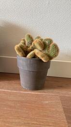 Cactus, Huis en Inrichting, Kamerplanten, Cactus, Minder dan 100 cm, Ophalen of Verzenden, In pot