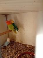 Fischeri dilutte opaline en splitten ook bewezen kweekkoppel, Dieren en Toebehoren, Vogels | Parkieten en Papegaaien, Meerdere dieren