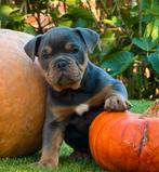 Bullforce Old English Bulldog pracht reu 2000€, Dieren en Toebehoren, Nederland, 8 tot 15 weken, Meerdere, Meerdere dieren