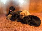 Prachtige Cane Corso Puppy s  /// 4 reutjes & 5 teefjes, Overige rassen, 8 tot 15 weken, Meerdere dieren, Eén hond