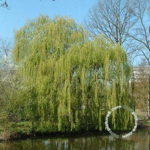 Salix sepulcralis 'Chrysocoma' Gele treurwilg grote boom, Tuin en Terras, Planten | Bomen, Treurboom, Volle zon, Lente, Ophalen of Verzenden