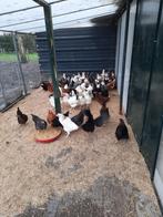 Grote keuze  uit allerlei legkippen en krielkippen, Dieren en Toebehoren, Pluimvee, Vrouwelijk, Kip