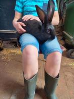 Lotharinger konijn vlaamse reus lief en tam, Dieren en Toebehoren, Konijnen, Meerdere dieren, Groot, 0 tot 2 jaar