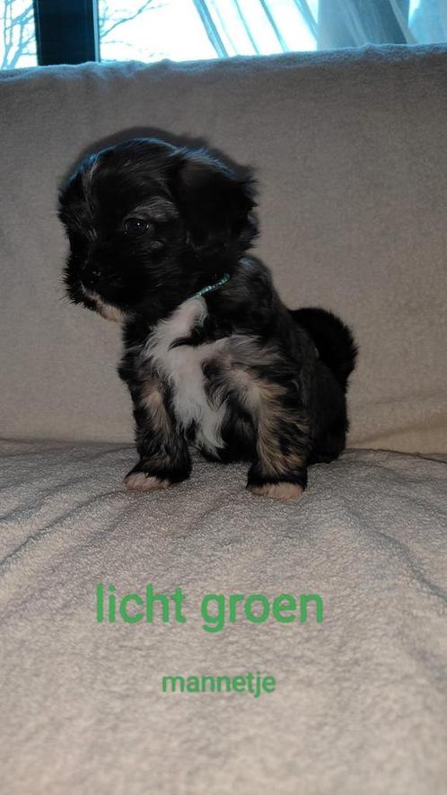 1 reutje boomer pup, Dieren en Toebehoren, Honden | Chihuahua's en Gezelschapshonden, Reu, Overige rassen, Particulier, Meerdere