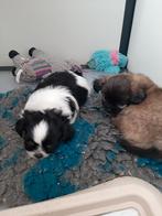 Shih tzu x pomeriaan, Dieren en Toebehoren, Honden | Chihuahua's en Gezelschapshonden, Overige rassen, CDV (hondenziekte), 8 tot 15 weken