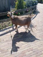 Toggenburger geit, Dieren en Toebehoren, Schapen, Geiten en Varkens, Vrouwelijk, Geit
