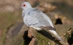 Diamant duifjes, Dieren en Toebehoren, Meerdere dieren