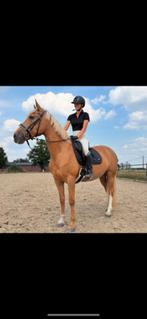 KNAP EN SUPER LIEVE PALOMINO, Dieren en Toebehoren, Paarden, M, 160 tot 165 cm, 11 jaar of ouder, Recreatiepaard