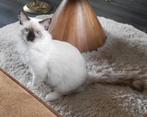 Chocolate Ragdoll jongen gecastreerd met stamboom, Dieren en Toebehoren, Katten en Kittens | Raskatten | Langhaar, Kater, Met stamboom