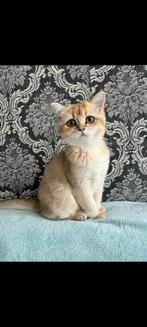 British Golden shorthair kittens, Dieren en Toebehoren, Katten en Kittens | Raskatten | Korthaar, Meerdere dieren, Gechipt, 0 tot 2 jaar