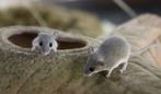 5 Afrikaanse dwergmuizen te koop (heren ), Dieren en Toebehoren, Knaagdieren, Juni, Mannelijk, Muis