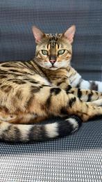 Bengaal kater, Dieren en Toebehoren, Kater, 3 tot 5 jaar