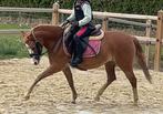 B pony Welsh merrie 6 j. 1.27 m. Allround, Merrie, Gechipt, Dressuurpony, M