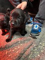 Prachtige labrador kruising pups, Dieren en Toebehoren, CDV (hondenziekte), 8 tot 15 weken, Labrador retriever, Meerdere