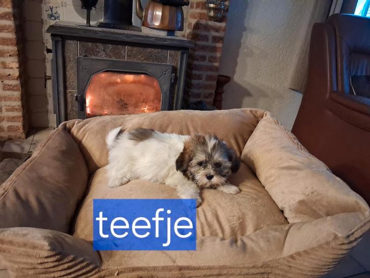 Te koop mooie speelse boomer pups, Dieren en Toebehoren, Honden | Niet-rashonden, Klein, Meerdere dieren, Particulier, Meerdere