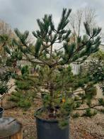 Pinus dennebomen, Bloeit niet, 250 tot 400 cm, Volle zon, In pot