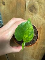 Monstera deliciosa variegata plang aurea yellow lemon mint, Huis en Inrichting, Kamerplanten, Ophalen of Verzenden, Halfschaduw