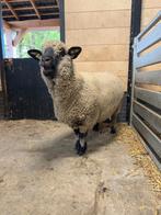 Hampshire down schapen., Dieren en Toebehoren, Schapen, Geiten en Varkens, Vrouwelijk, Schaap