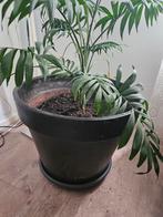 Groene plant met pot, Huis en Inrichting, Kamerplanten, Ophalen of Verzenden, Overige soorten