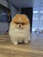 Elite Bear Parti Color Pomeriaan/Pomeranian Binnenkort in NL, Dieren en Toebehoren, Keeshond, Reu, 8 tot 15 weken, Buitenland