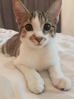 Op zoek naar een kitten, 0 tot 2 jaar