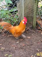 Hollandse kriel hanen Buff, Dieren en Toebehoren, Pluimvee, Mannelijk, Kip