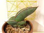 Sansevieria Banana Blue, Ophalen, Volle zon, Minder dan 100 cm
